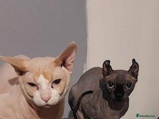 Sphynx cats Beautiful Sphynx babies - Advert 1