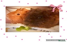 Guinea Pig rodents for sale: 2 female guinea pigs (RESERVED)  in Newport - Image 9