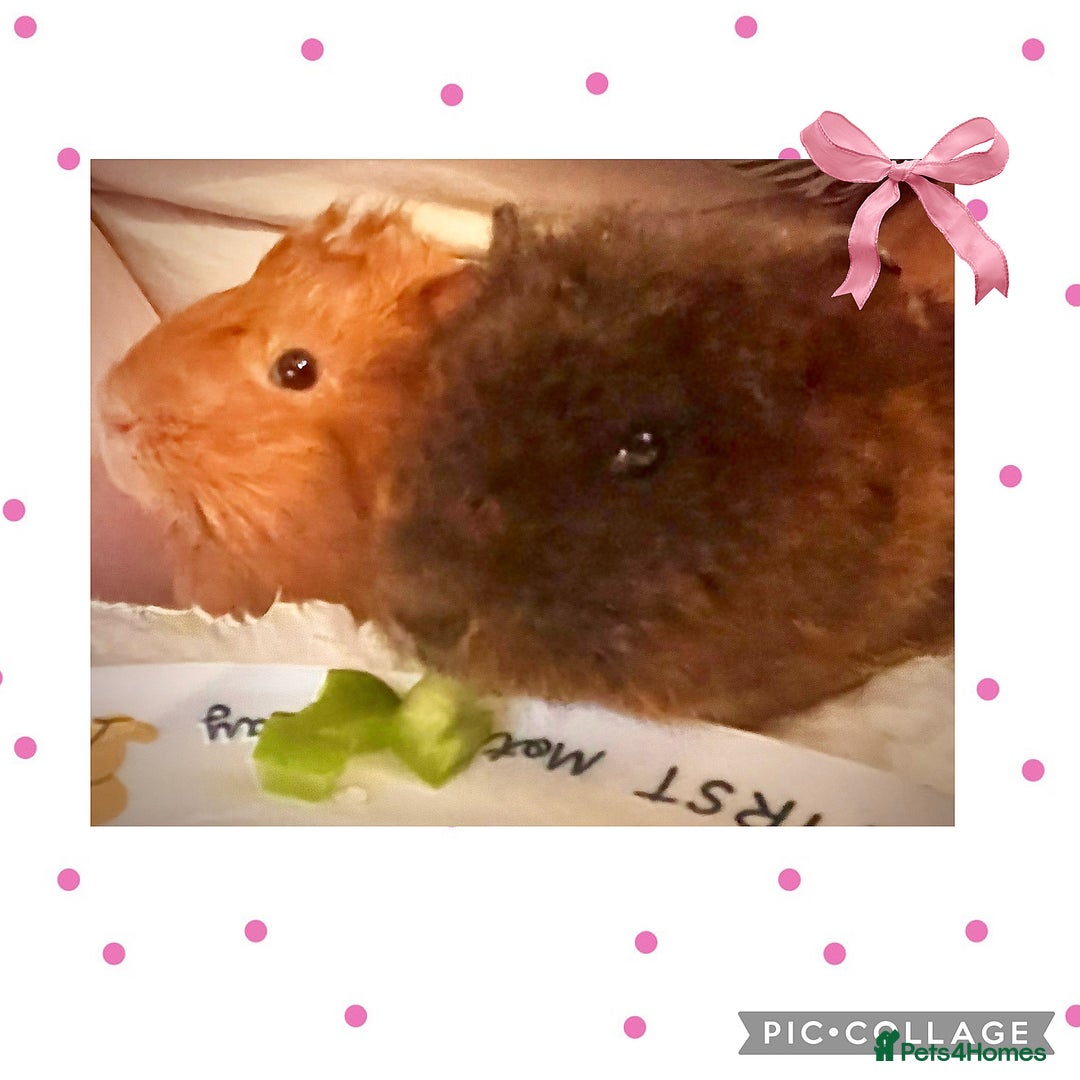 Guinea Pig rodents for sale: 2 female guinea pigs (RESERVED)  in Newport - Image 9