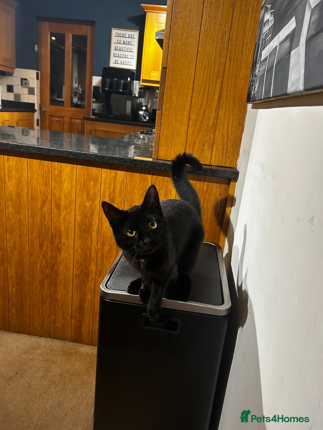 Mixed Breed cats for sale: 9 month old female kitten for sale! in Holmfirth - Advert 6