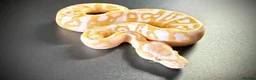 Python Snake reptiles for sale: 1.0 Leo Candy 66% het Pied - Advert 10