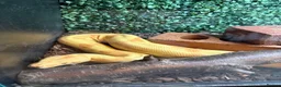 Boa Snake reptiles for sale: Male hypo (Kahl) albino het blood - Advert 2