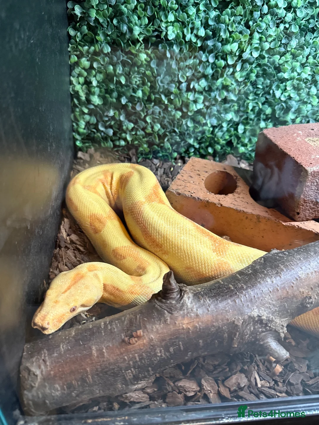 Boa Snake reptiles for sale: Male hypo (Kahl) albino het blood - Advert 2