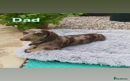 Dachshund dogs for sale: 5 dachshund puppies - Image 5