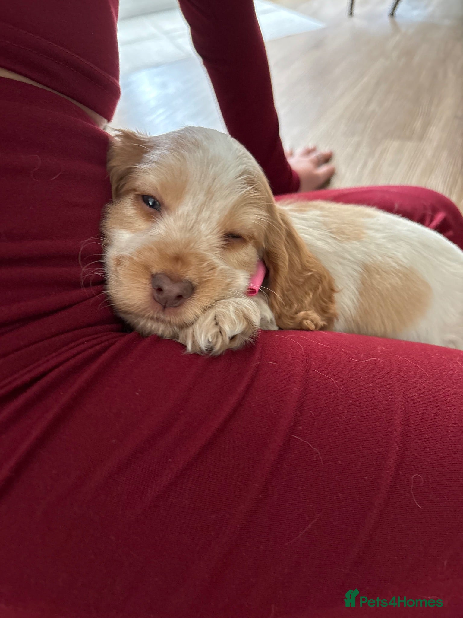 Cocker Spaniel dogs KC Reg, Show Cocker Spaniel pups, 100% clear - Advert 2