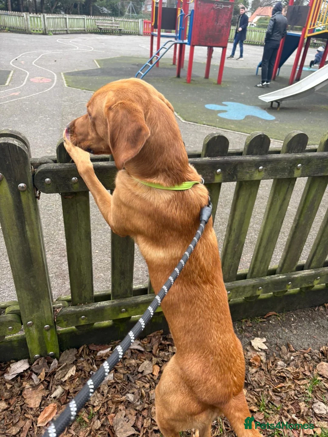 Labrador Retriever dogs for stud: Rocky Dog  in Bournemouth - Advert 2