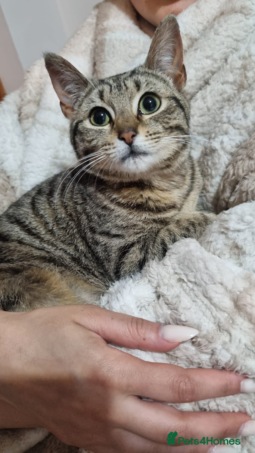 Mixed Breed cats for sale: A male tabby kitten - Image 5