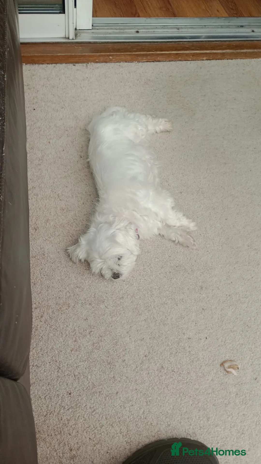 Maltese dogs for sale: EXQUISITE 5STAR TOY MINIATURE KOREAN MALTESE PUPPY - Advert 2