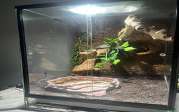 Frog reptiles for sale: 3 White tree frogs  - Advert 2