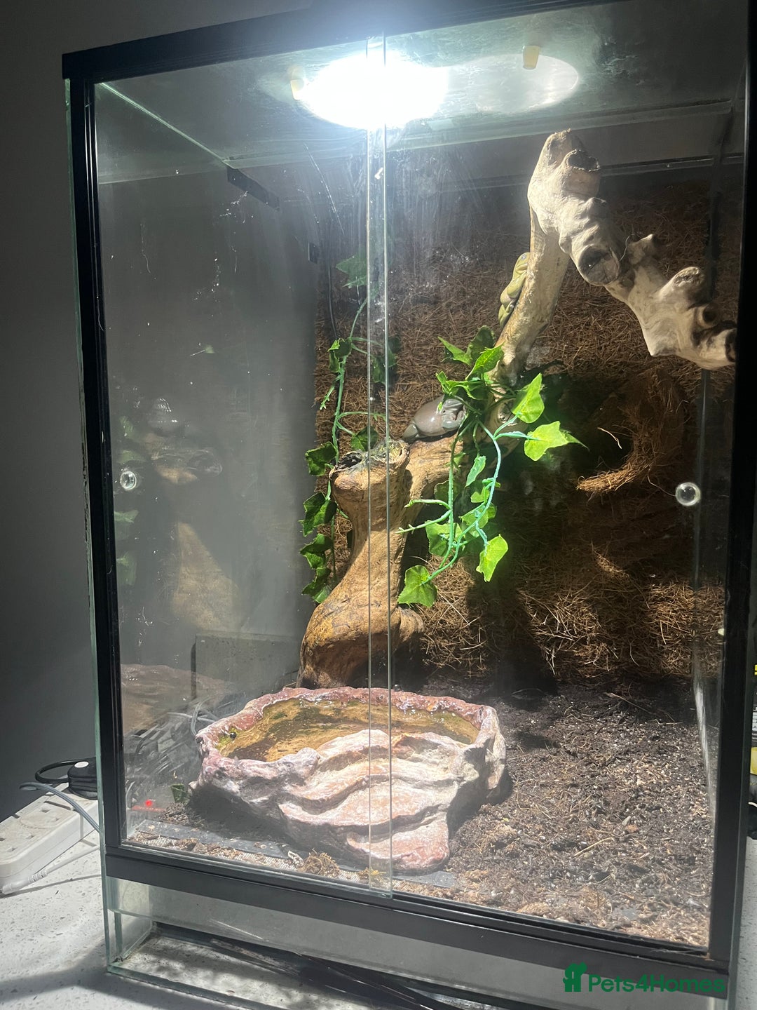 Frog reptiles for sale: 3 White tree frogs  - Advert 2