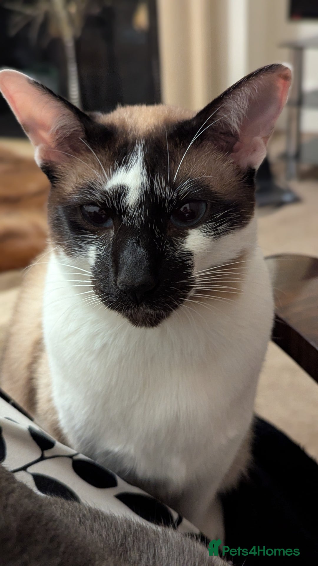 Oriental cats for sale: Blue Eyed Millie 3yr Old Oriental Shorthair Girl - Advert 9