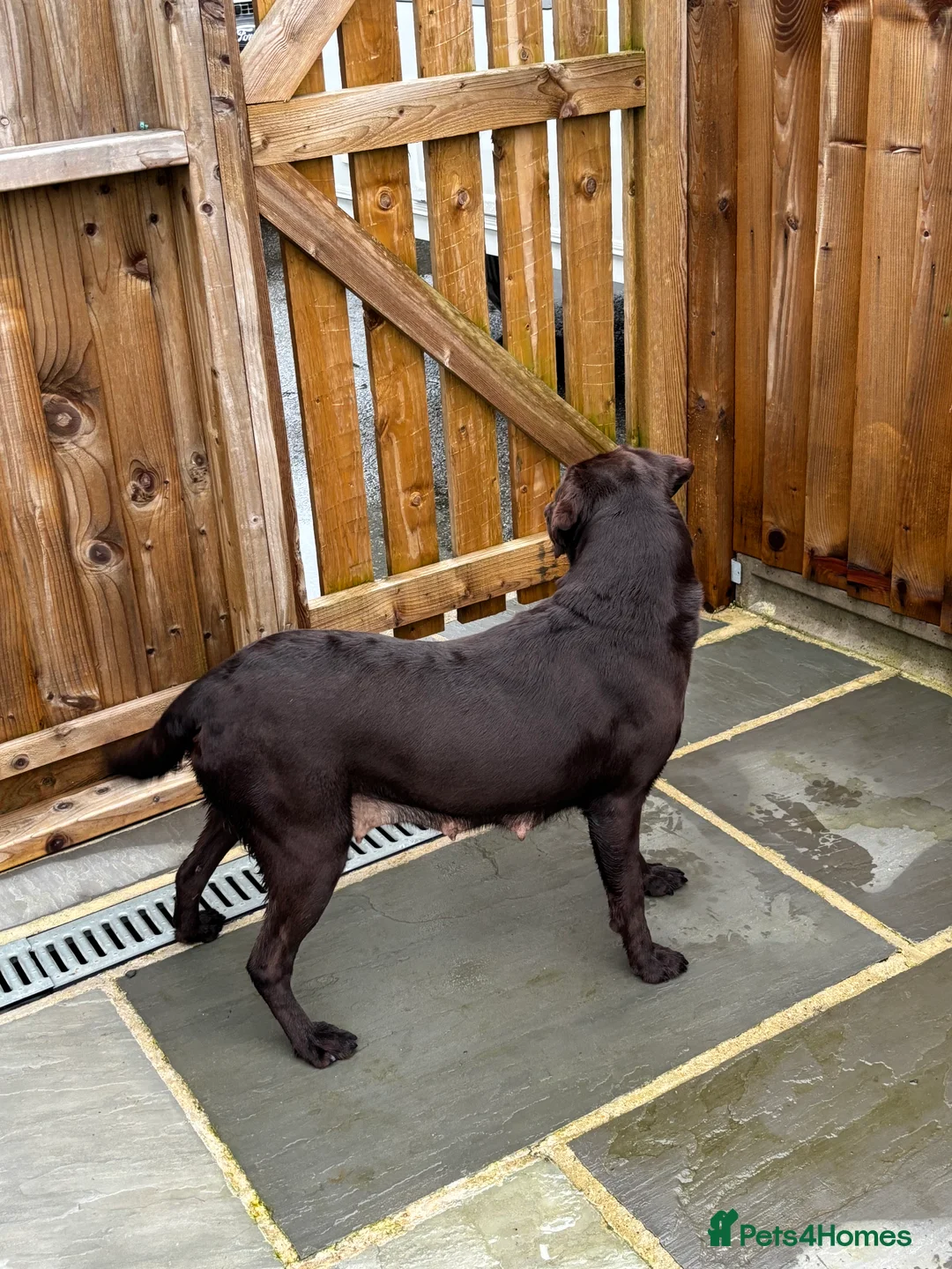 Labradoodle dogs for sale: Stunning Merle labradoodle puppies!!! - Advert 8