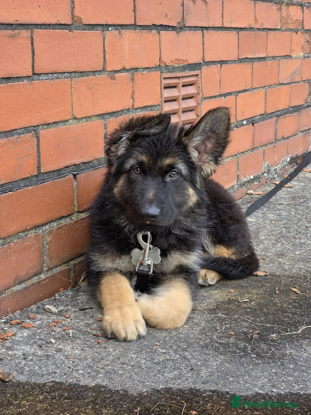 German Shepherd dogs for sale: STUNNING LONG-COATED GERMAN SHEPHERD PUPPY  - Advert 1