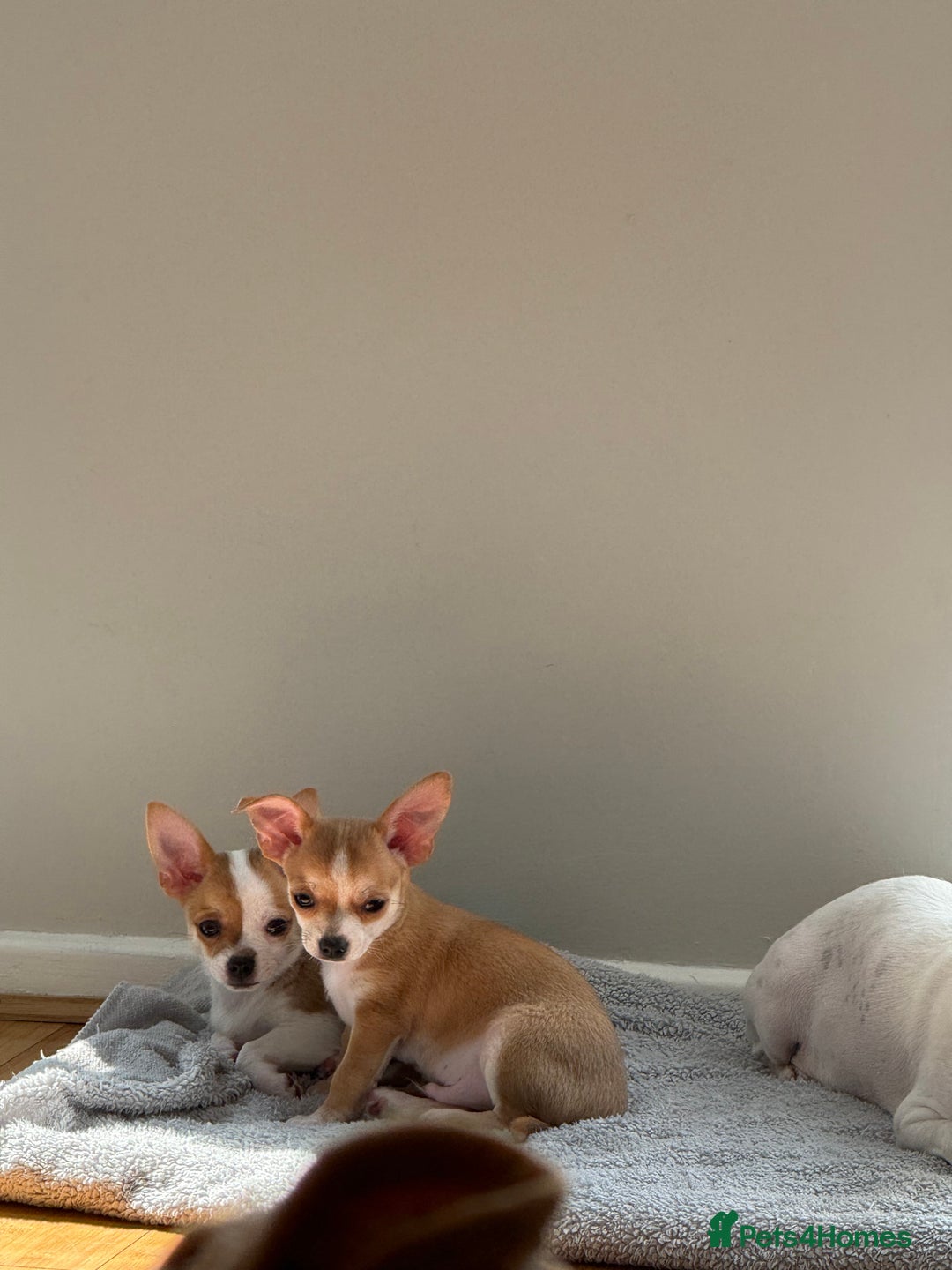 Chihuahua dogs for sale: Our beautiful Chihuahua puppies  - Image 24