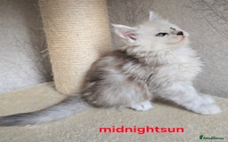 Maine Coon cats for sale: RARE Maine Coon Kittens Black Shaded  - Image 7