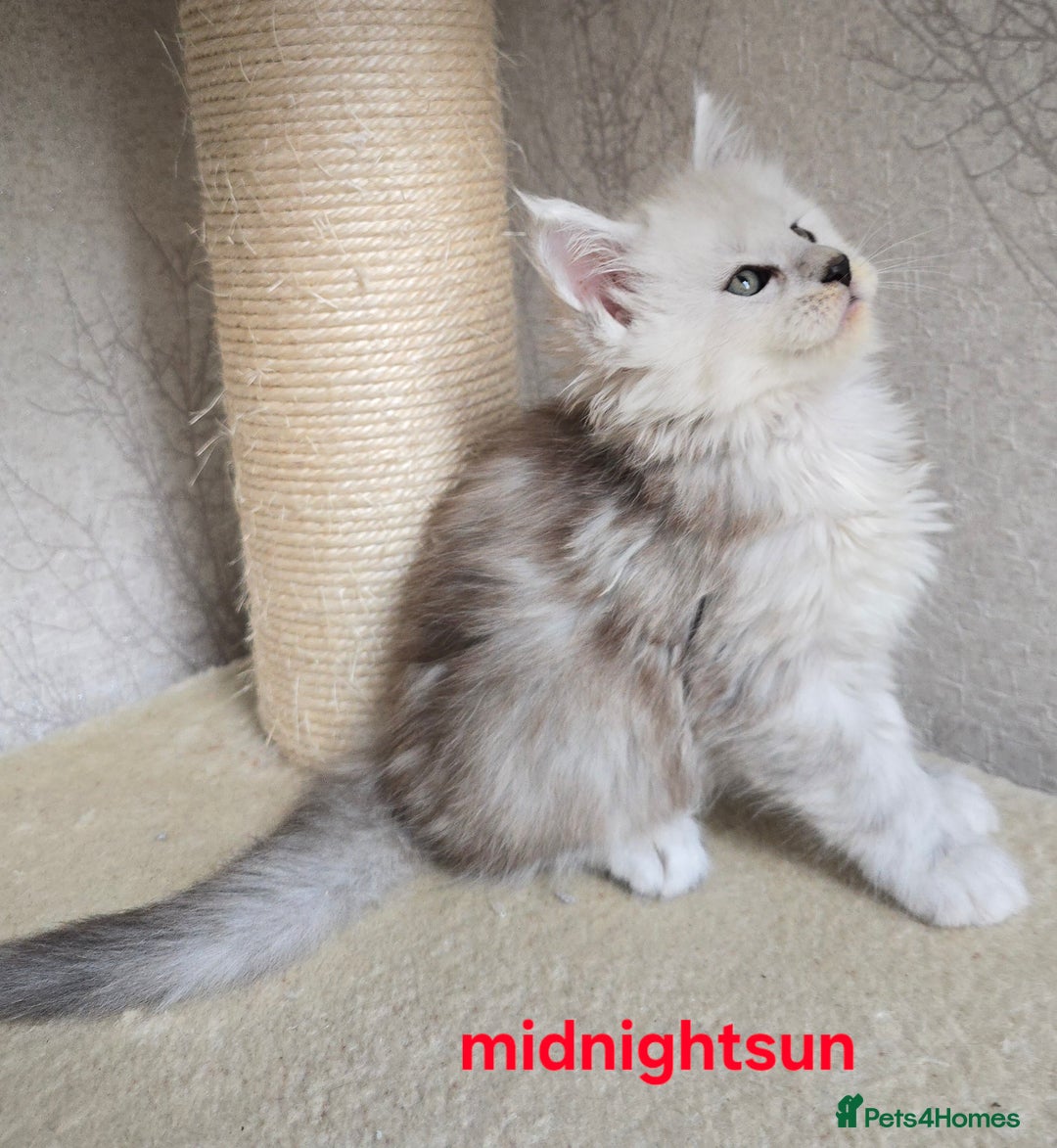 Maine Coon cats for sale: RARE Maine Coon Kittens Black Shaded  - Image 7