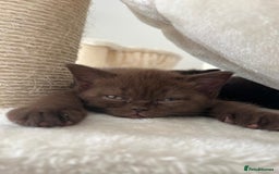 British Shorthair cats for sale: Adorable British Shorthairs available (5 females) - Image 8