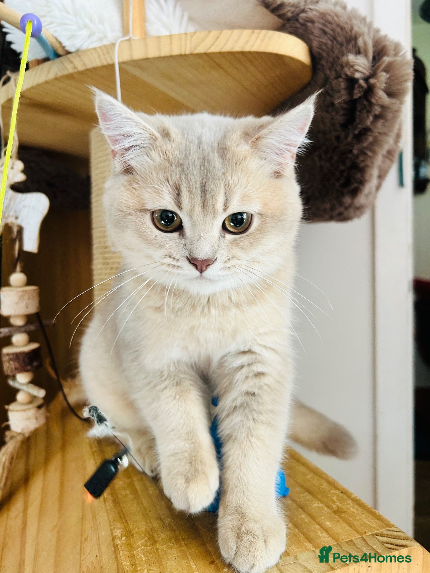 Scottish Fold cats Rear Lilac Gold rear colour boy available  - Advert 1