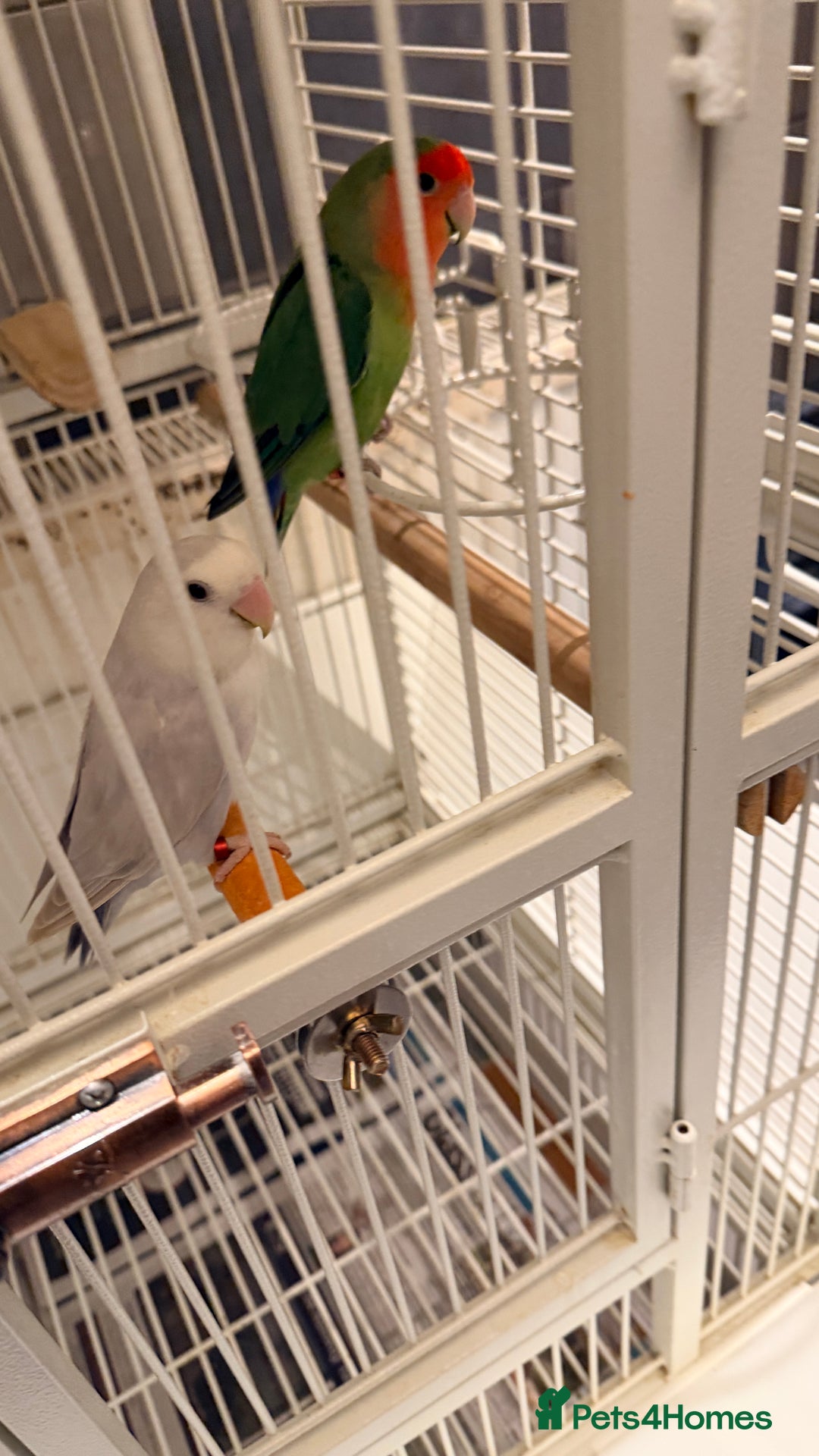 Lovebirds birds for sale: Love birds - Advert 7