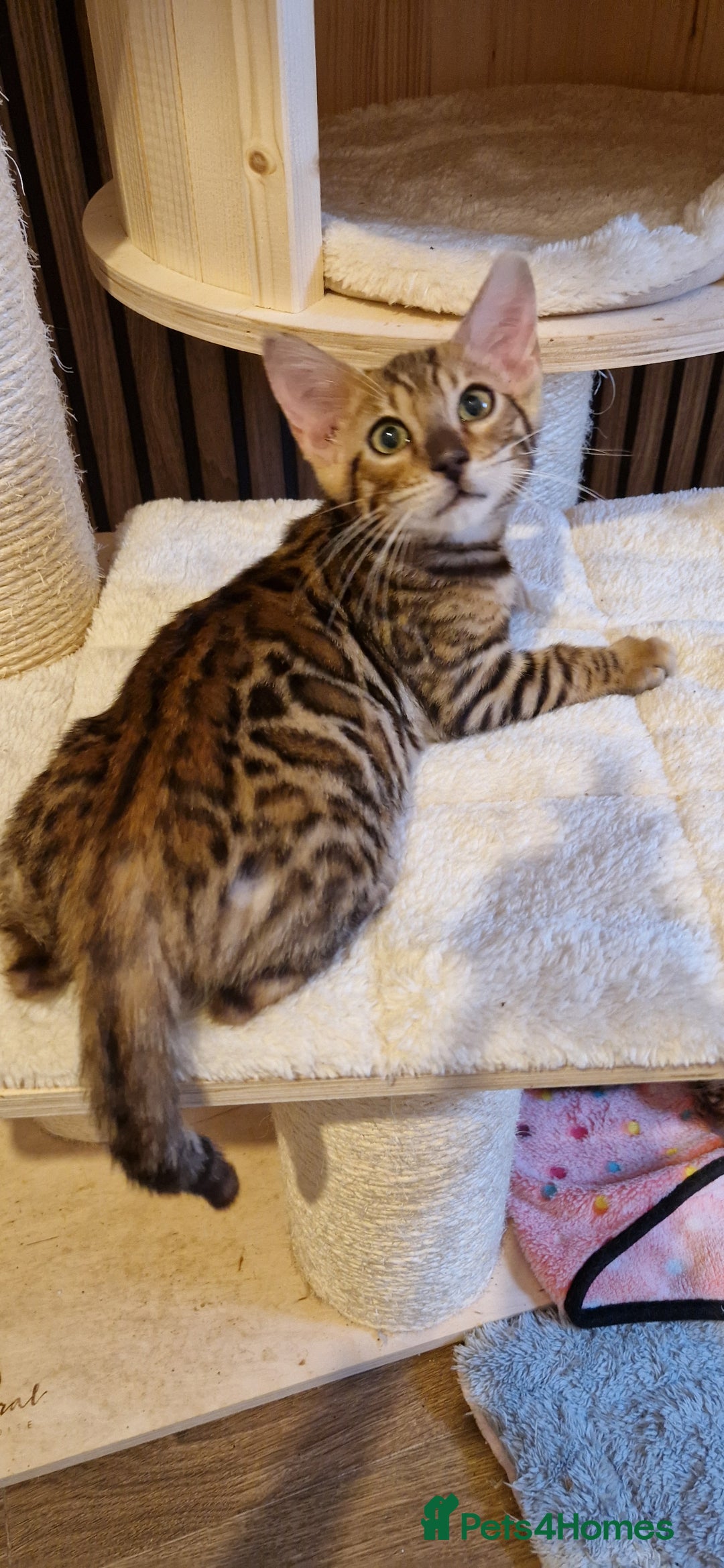 Bengal cats for sale: Beautiful kitten❤️Ready to go 😍  - Advert 3