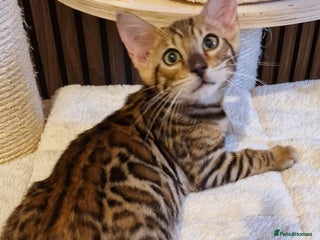Bengal cats Beautiful kitten❤️Ready to go 😍 - Advert 11