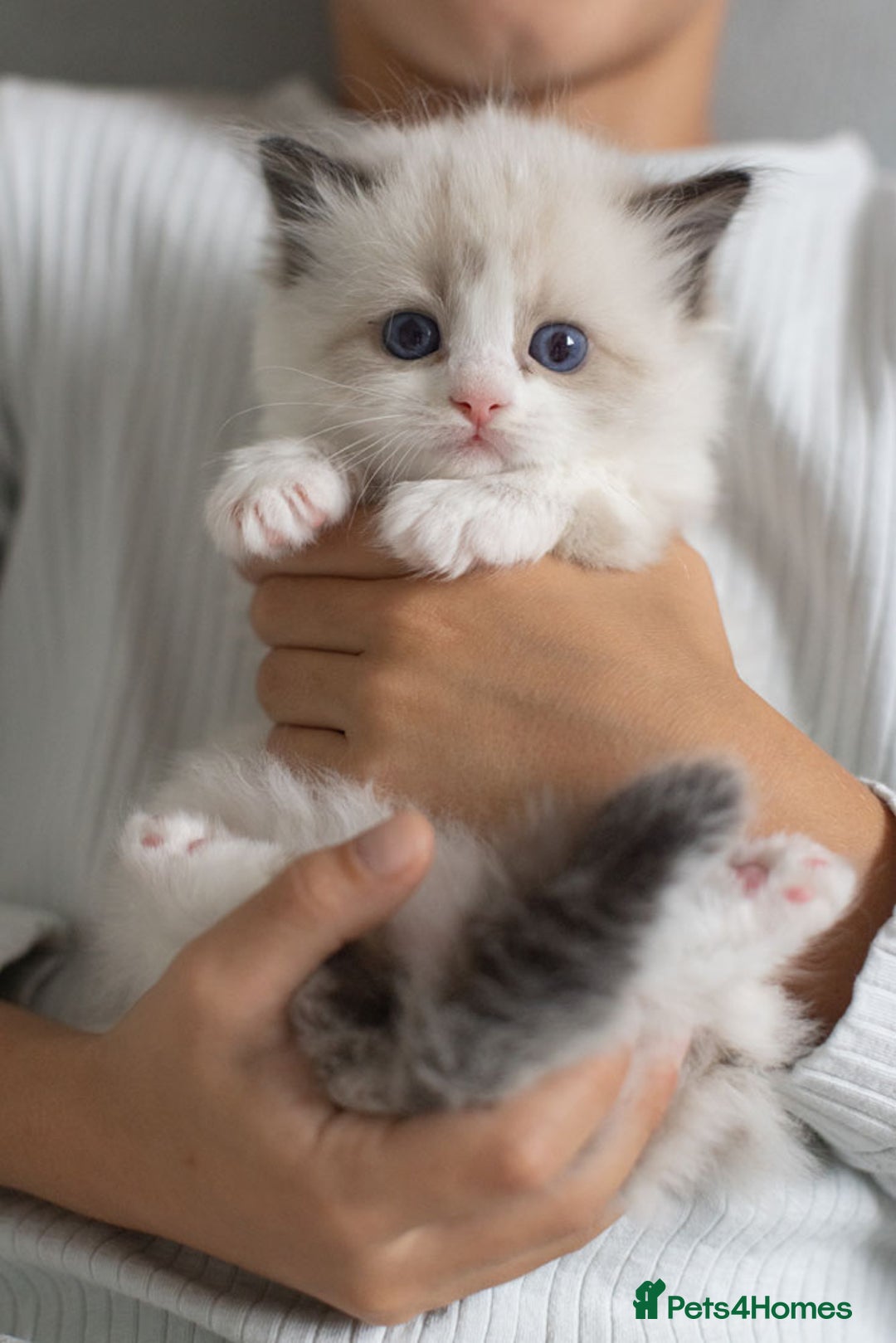 Ragdoll cats for sale: NEW LITTER of Blue BiColour And Lynx kittens - Image 9