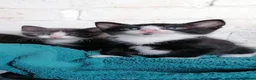 Mixed Breed cats for sale: Bombay Tuxedo - Advert 7