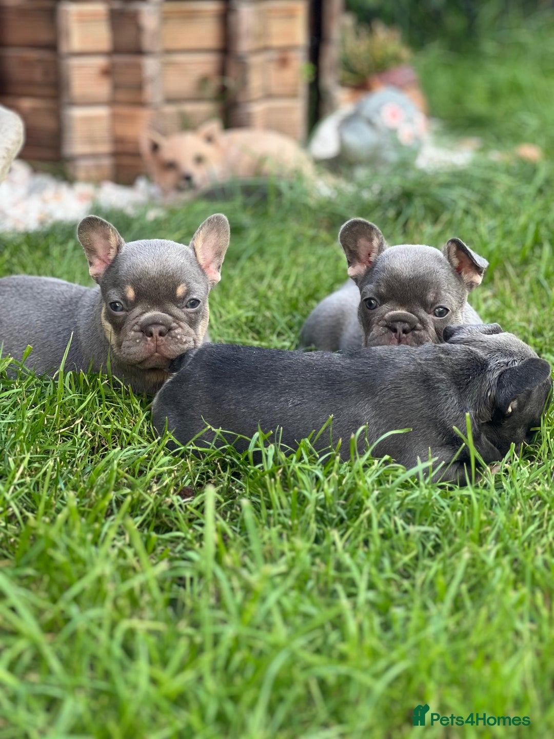 French Bulldog dogs for sale: KC registered french bulldogs  - Image 23