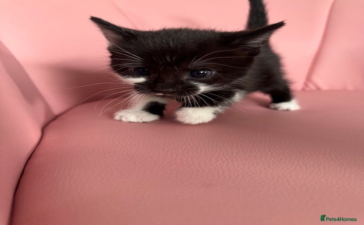 Mixed Breed cats - Advert 13