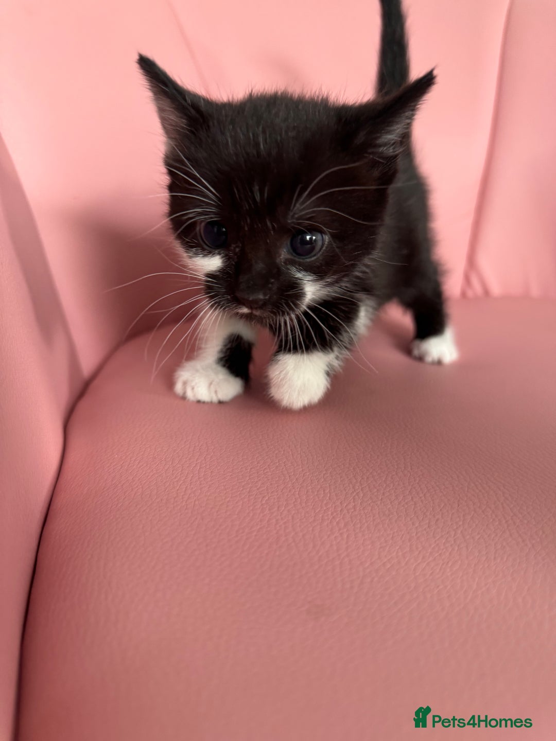 Mixed Breed cats for sale: Three unique sweethearts looking for new homes 🏡  - Image 1