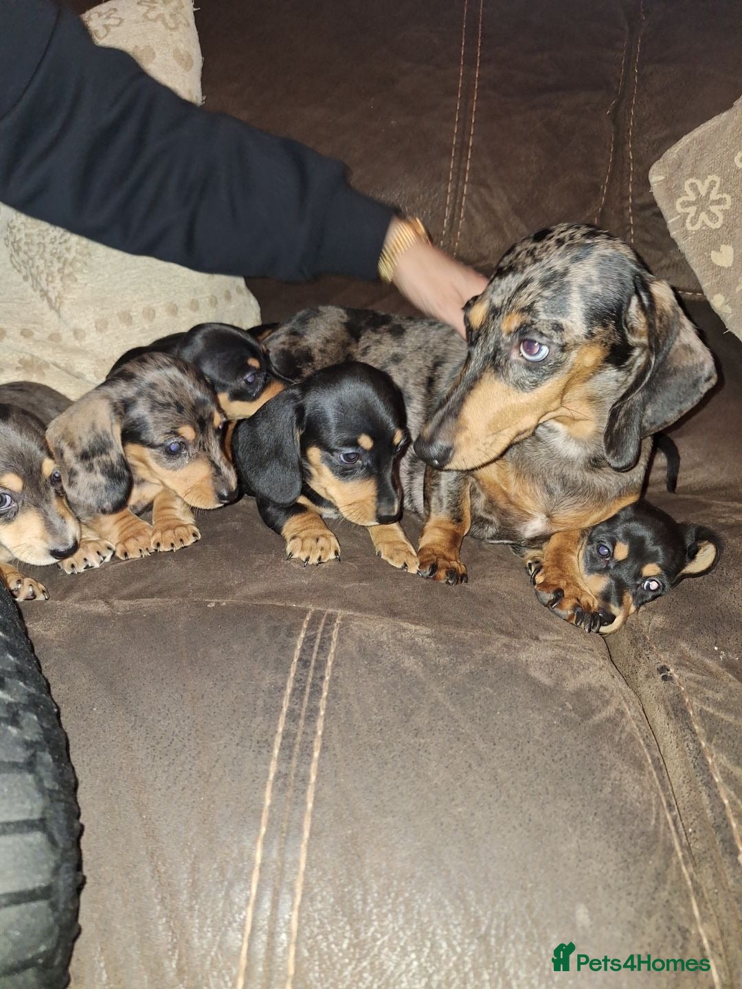 Dachshund dogs Miniature dachshunds boys and girls  - Advert 1