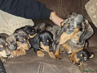 Dachshund dogs Miniature dachshunds boys and girls - Advert 1