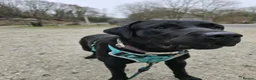 Labrador Retriever dogs for sale: Labradorable Muffin  - Advert 3