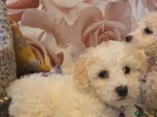 Bichon Frise dogs Bichon frise - Advert 17