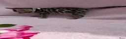 Bengal cats for sale: 🐆✨Outstanding TICA Registered Bengal cubs  ✨🐆 - Advert 29
