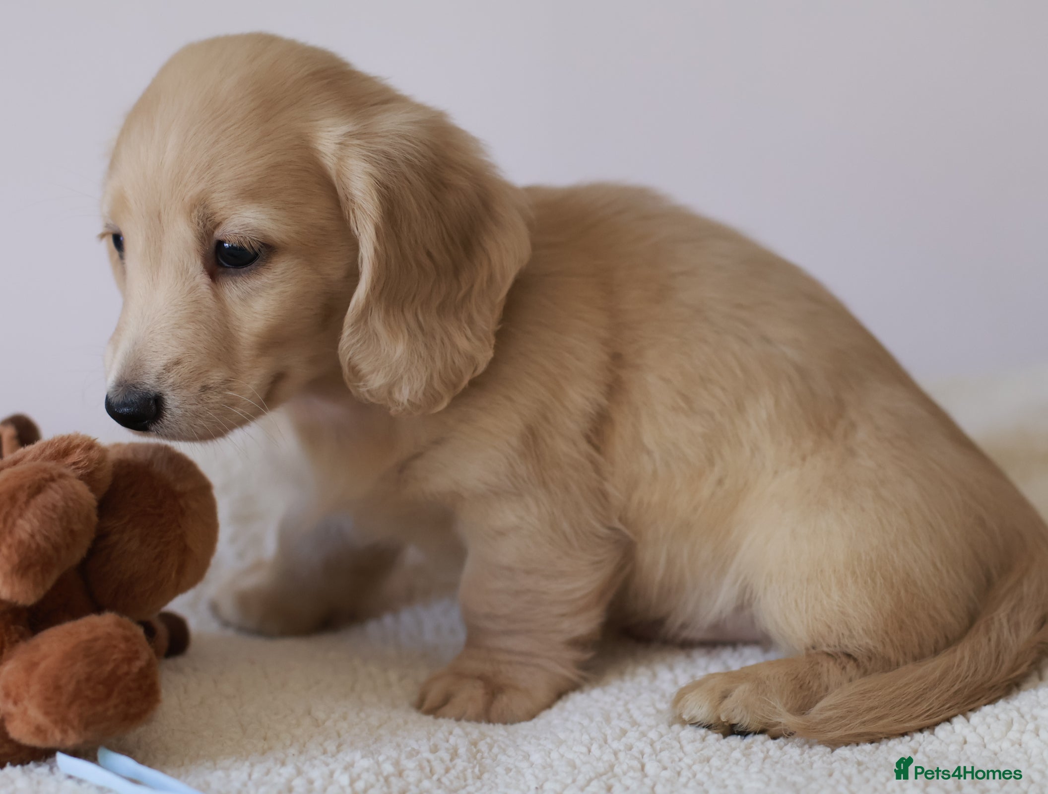 Miniature Dachshund dogs 5*Licensed+Cream+Long Hair+KC+VetChecked+PRAClear - Advert 2