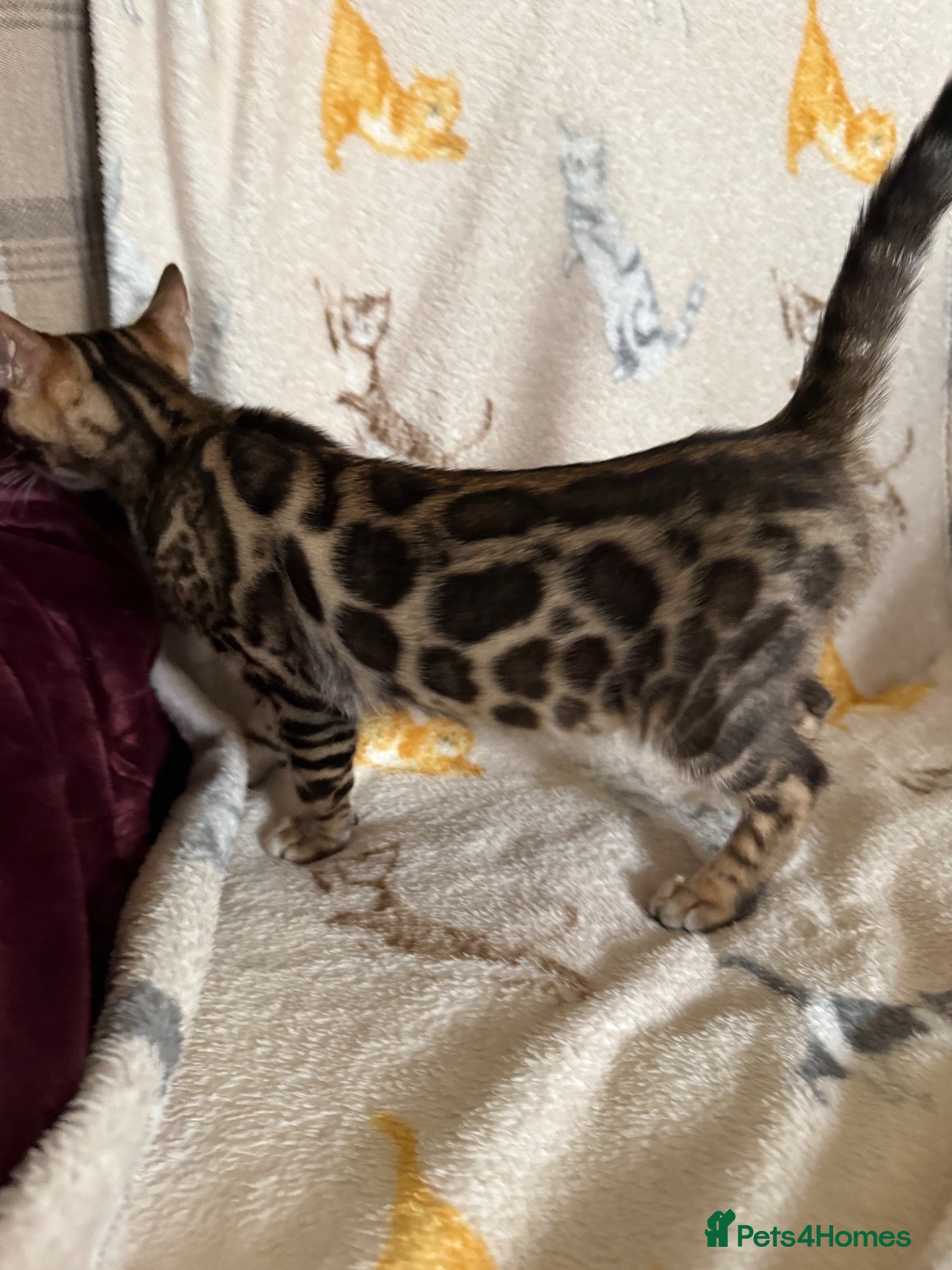 Bengal cats Pedigree 🔥 Super friendly 💙 TICA Bengal Kittens - Advert 6
