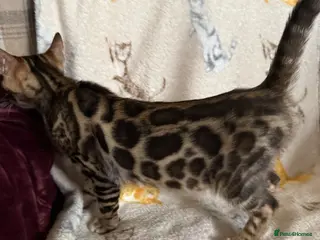 Bengal cats Pedigree 🔥 Super friendly 💙 TICA Bengal Kittens - Advert 6