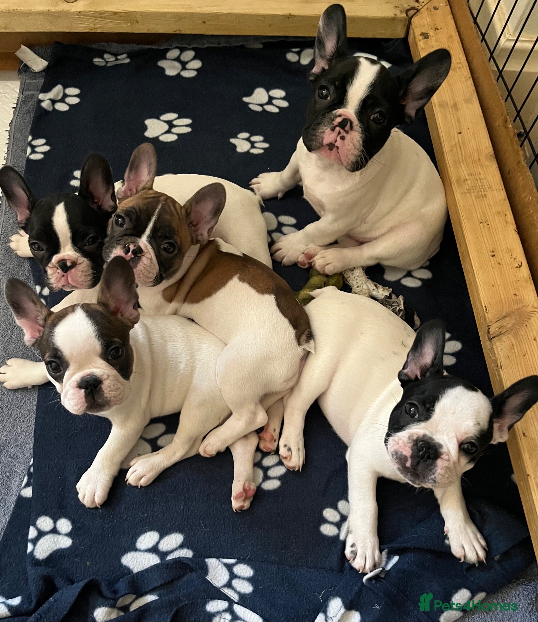 French Bulldog dogs KC reg. Crufts & International Champion breeding  - Advert 8