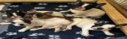 French Bulldog dogs for sale: KC reg. Crufts & International Champion breeding  - Advert 7