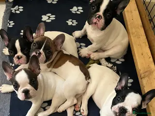 French Bulldog dogs KC reg. Crufts & International Champion breeding - Advert 8