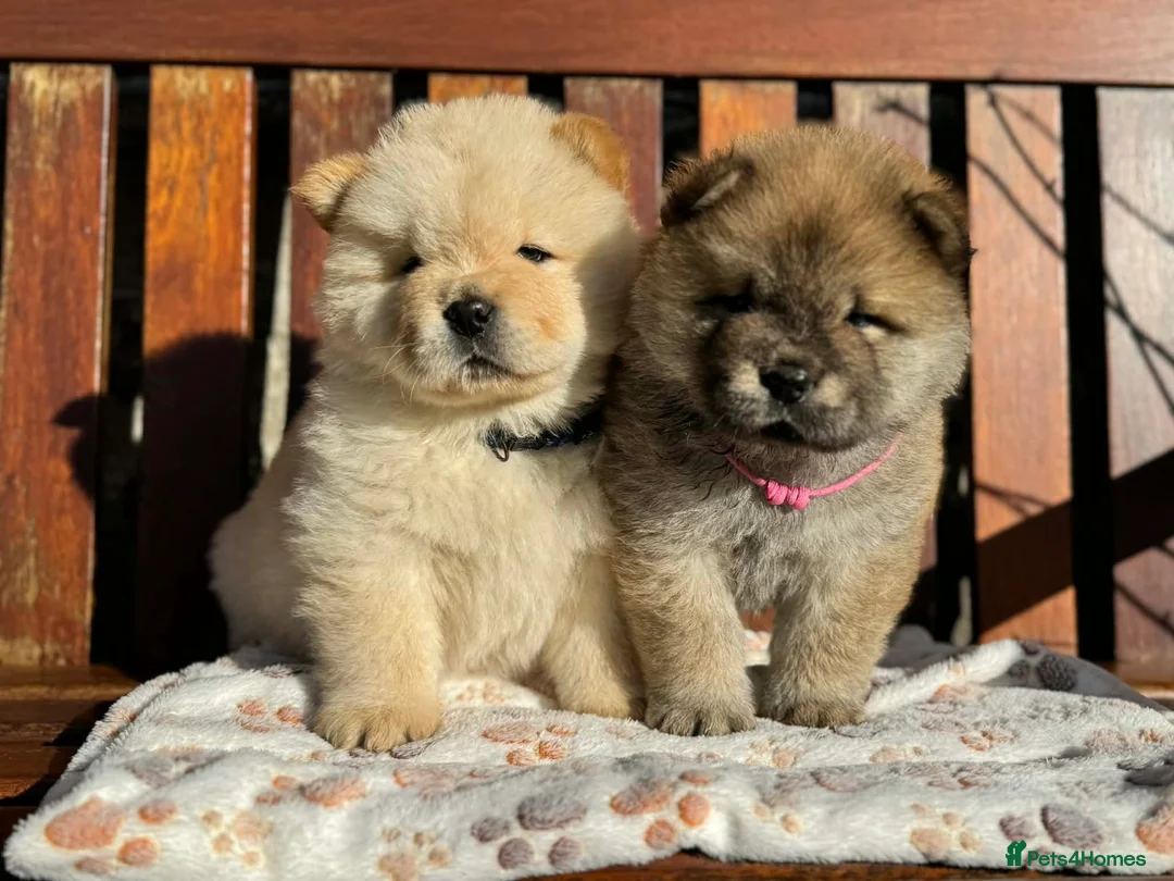 Chow Chow dogs for sale: KC chow chow puppies  - Advert 1