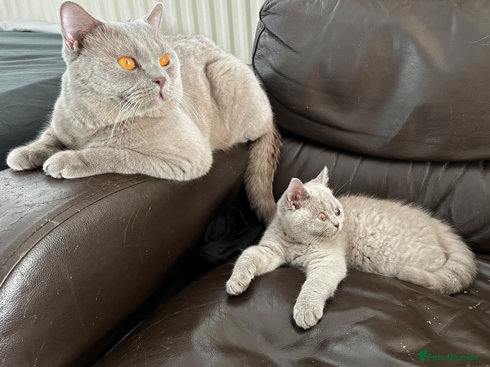 British Shorthair cats for sale: 1 British shorthair girl - Advert 3