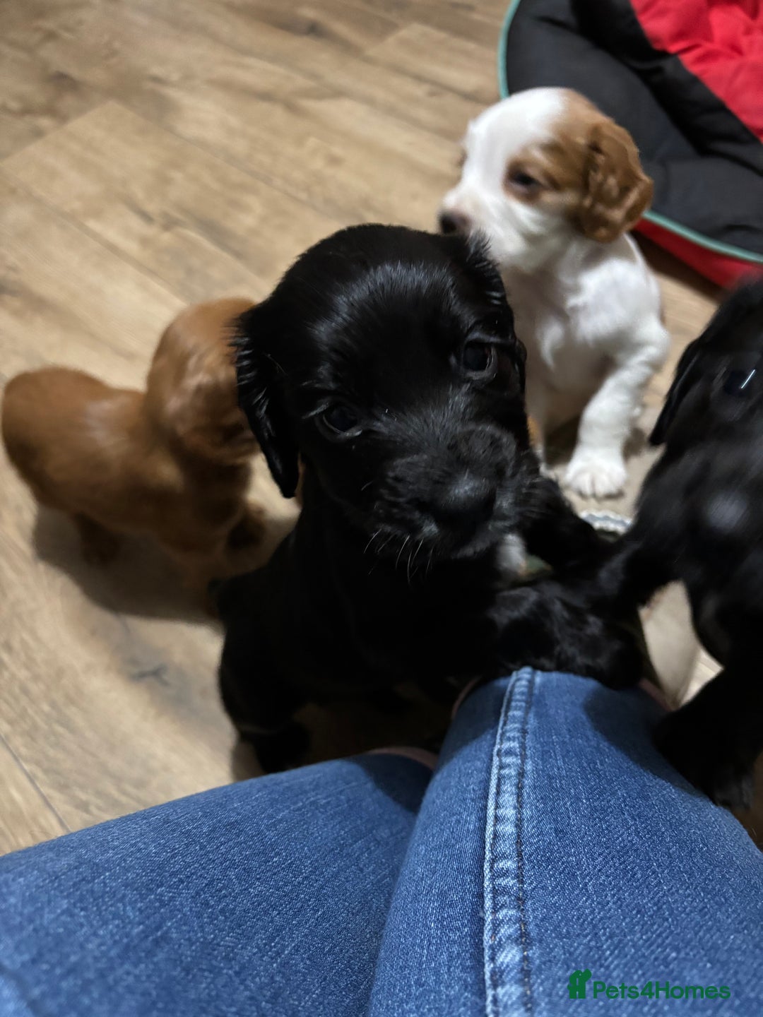 Cocker Spaniel dogs for sale: Working Cocker Spaniel Pups - Advert 11