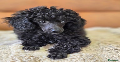 Toy Poodle dogs - Advert 8