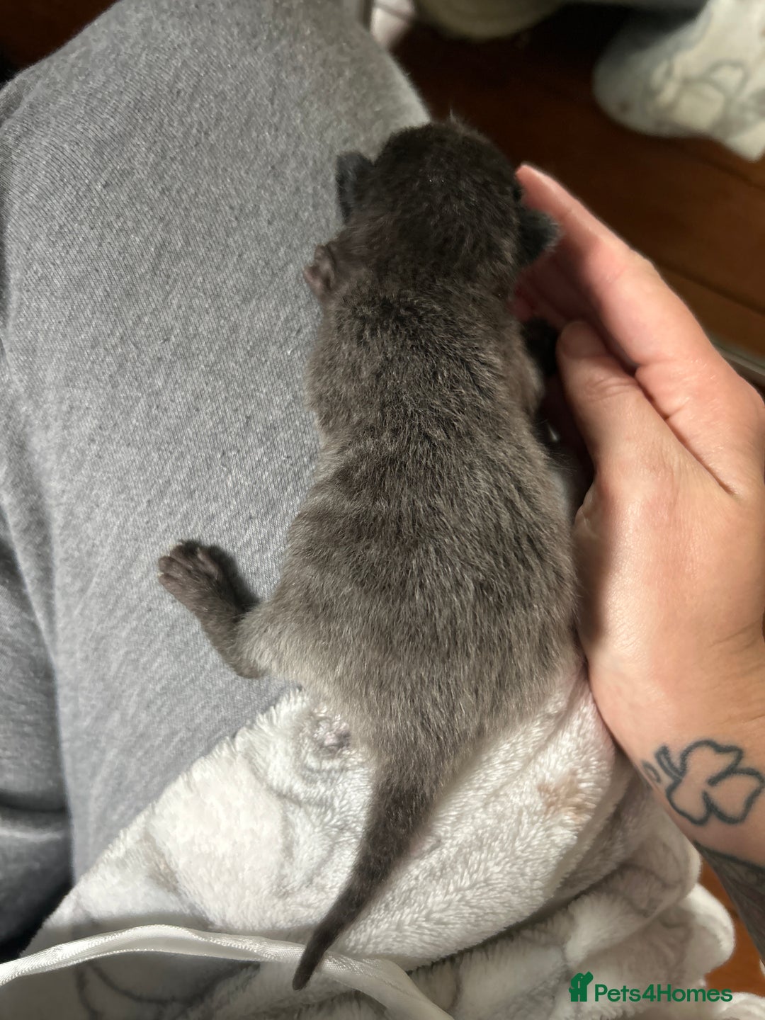 British Longhair cats for sale: Two beautiful kittens  - Image 5