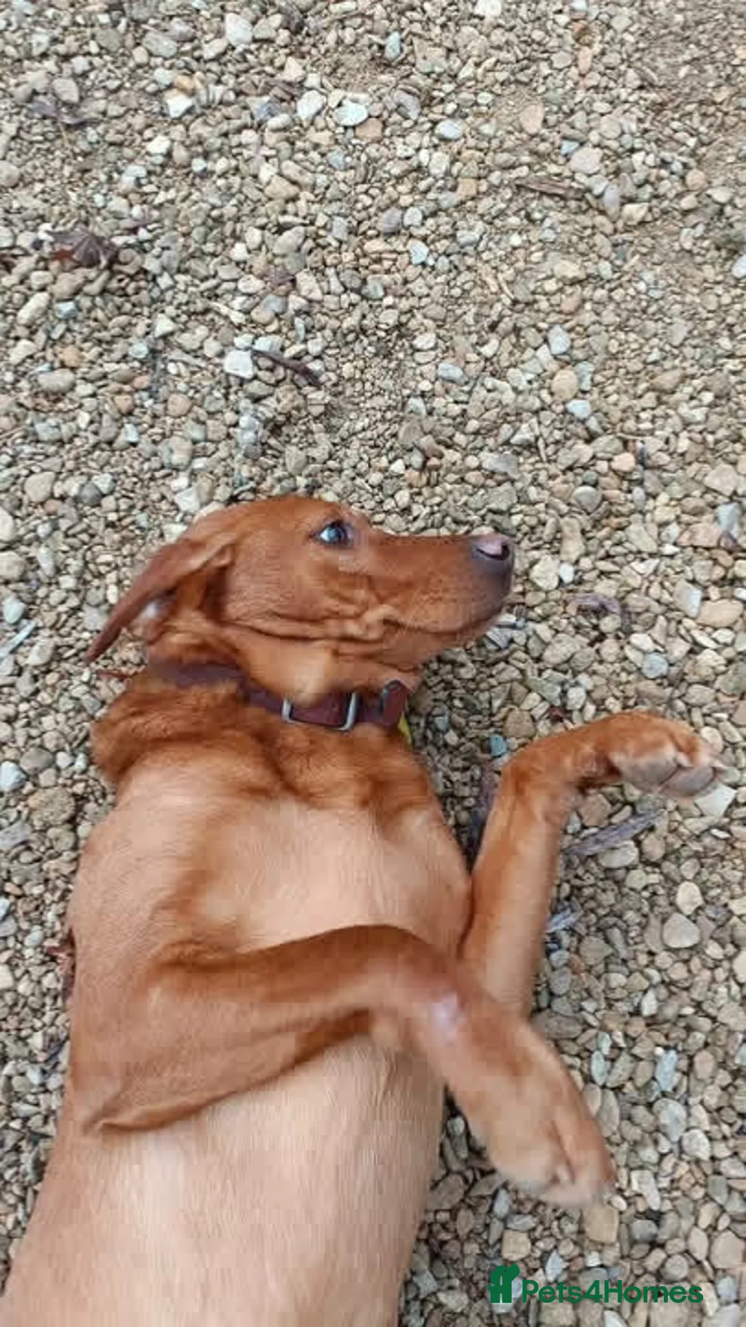 Labrador Retriever dogs for sale: Quality KC Labrador Retriever - Advert 7