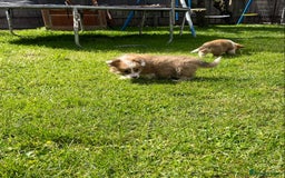 Welsh Corgi Pembroke dogs for sale: Welsh Pembroke corgi puppies - Image 1