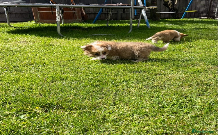 Welsh Corgi Pembroke dogs - Advert 1