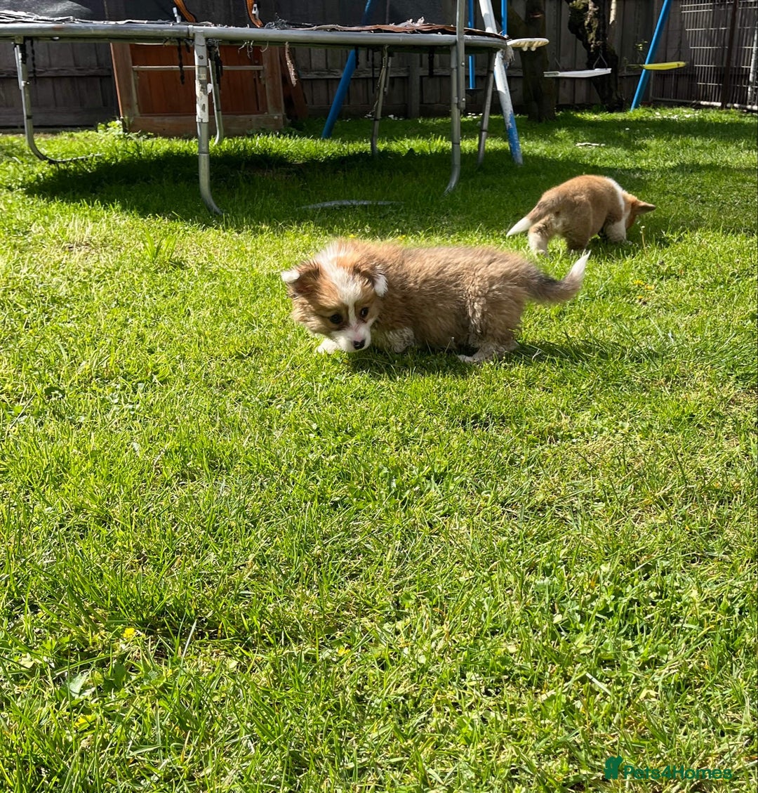 Welsh Corgi Pembroke dogs for sale: Welsh Pembroke corgi puppies - Image 1